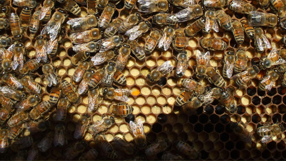 How do Bees Build Their Hives?