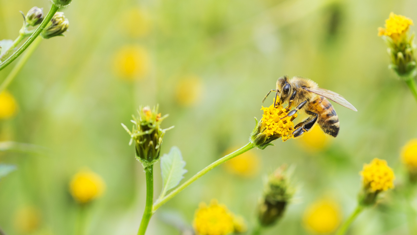 Honeybees - Facts