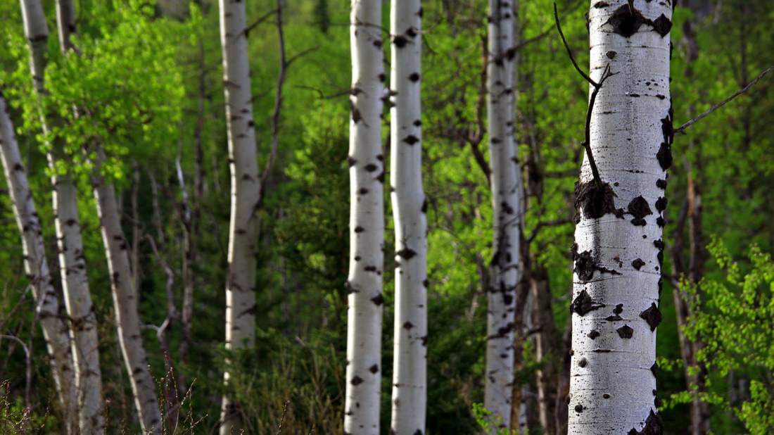 Poplar Trees - An Introduction