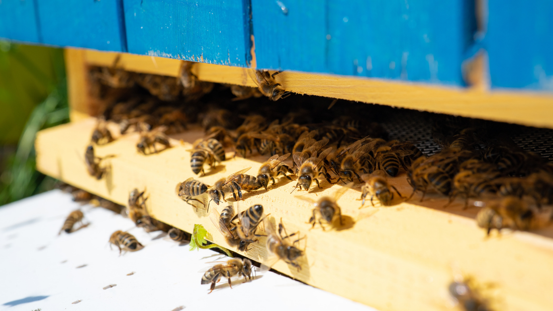 A Guide to Honeybee Species